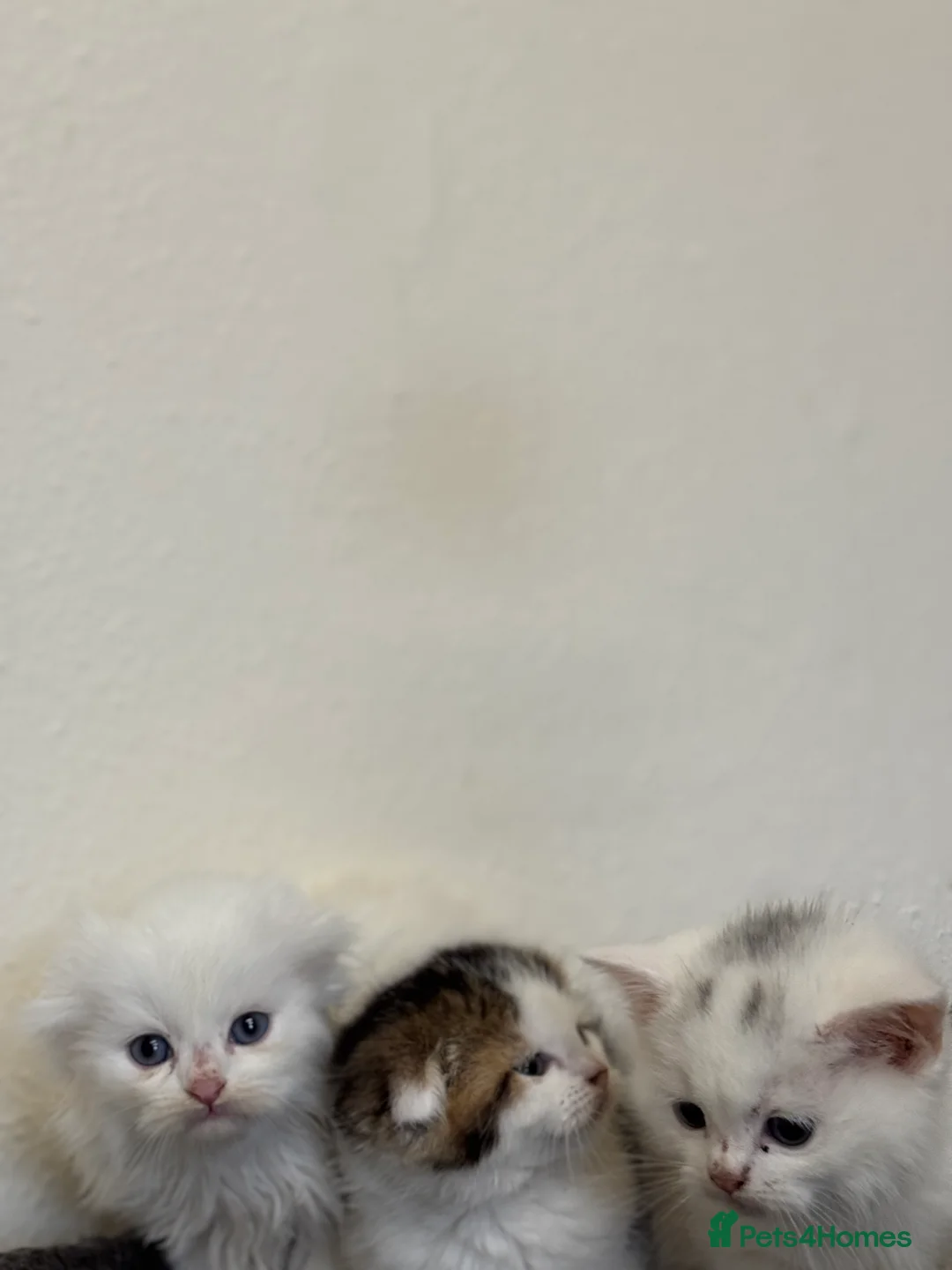 Scottish Fold cats for sale: Kittens - Advert 3