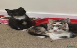 Mixed Breed cats for sale: 4 Gorgeous Kittens - Ready 1/11/25 - Image 8