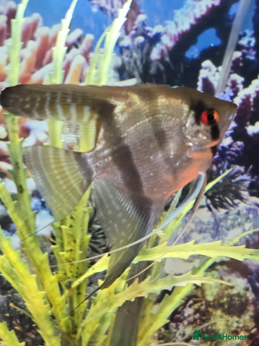 Tetras fish for sale: Diff fish for sale - Image 6