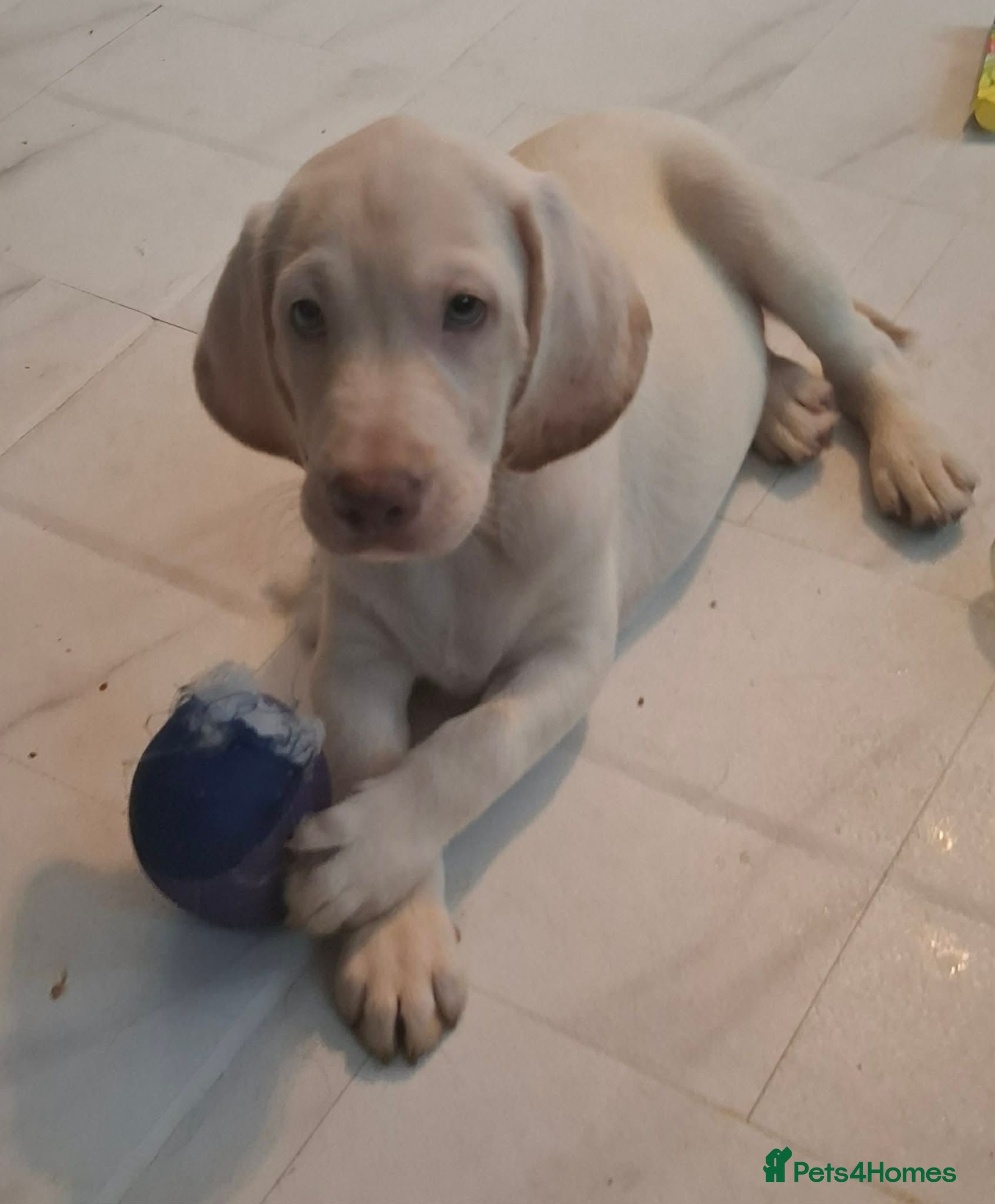 Labradoodle dogs  Last 2 labradoodle puppies, 1 white,1 brown boys  - Advert 7