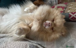 Pomchi dogs for stud: Ghost looking for the ladies  - Image 2