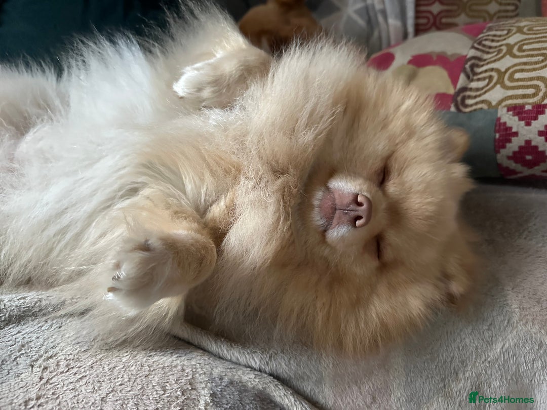 Pomchi dogs for stud: Ghost looking for the ladies  - Image 2