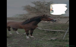 Welsh Section C horses for sale: colt for sale  - Image 14