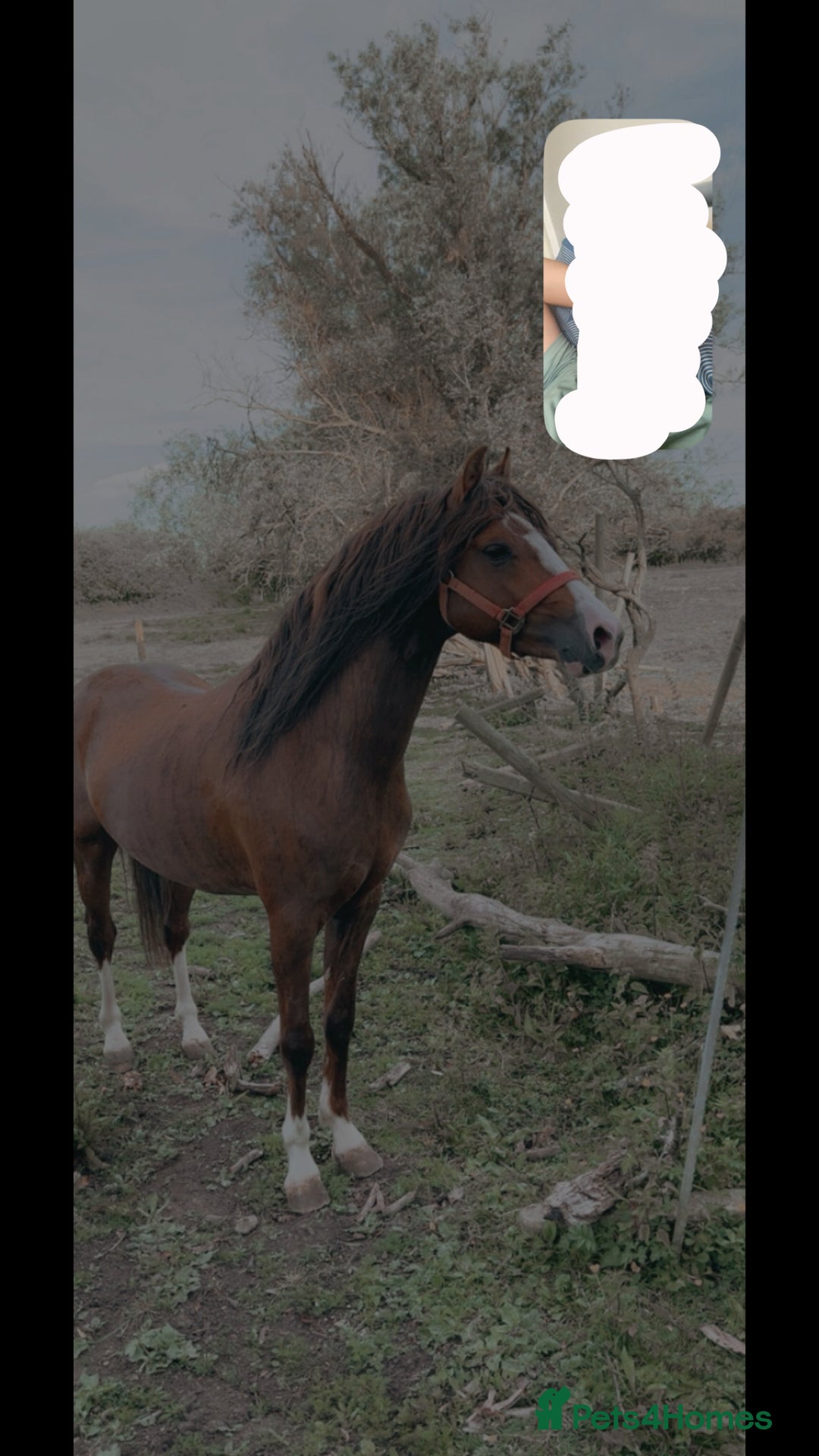 Welsh Section C horses for sale: colt for sale  - Image 14
