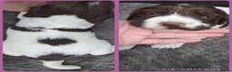 Sprocker dogs for sale: Beautiful F1 Sprocker Puppies - Advert 12