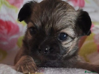 Chihuahua dogs Long Coat Chihuahua puppies for sale - Advert 2