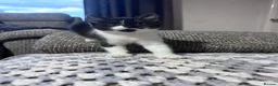 Mixed Breed cats for sale: Mixed kittens - Advert 4
