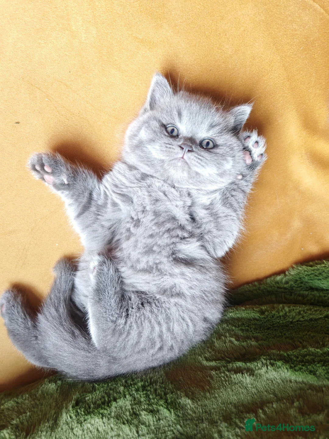 British Shorthair cats for sale: Adorable British Shorthair Kittens for Sale in Lincoln - Advert 38