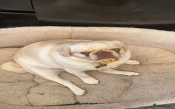Pug dogs for sale: Beautiful female pug  - Image 4