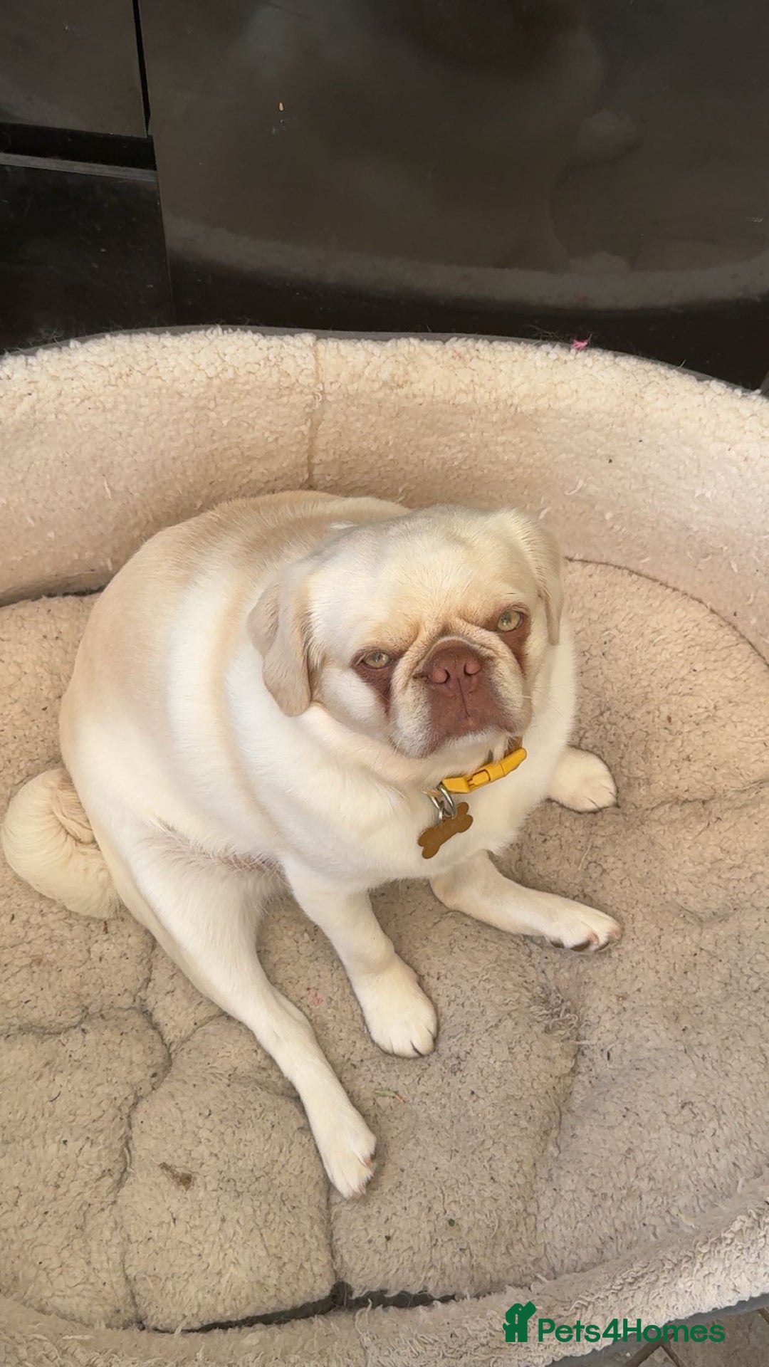 Pug dogs for sale: Beautiful female pug  - Image 4