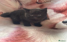 Mixed Breed cats for sale: Stunning kitty's please read full ad  - Image 10