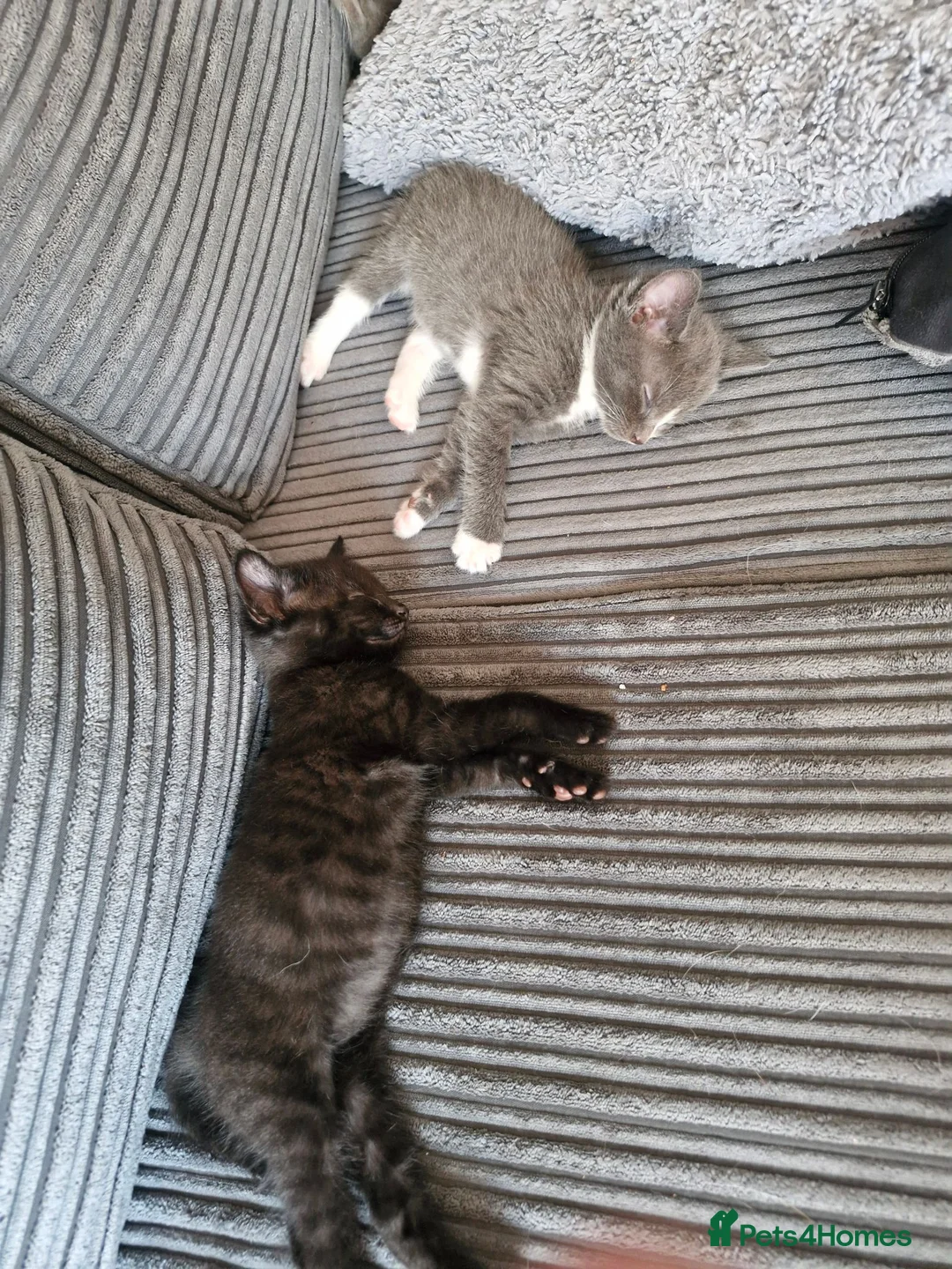 Mixed Breed cats for sale: 2 female kittens  in Waterlooville - Advert 1
