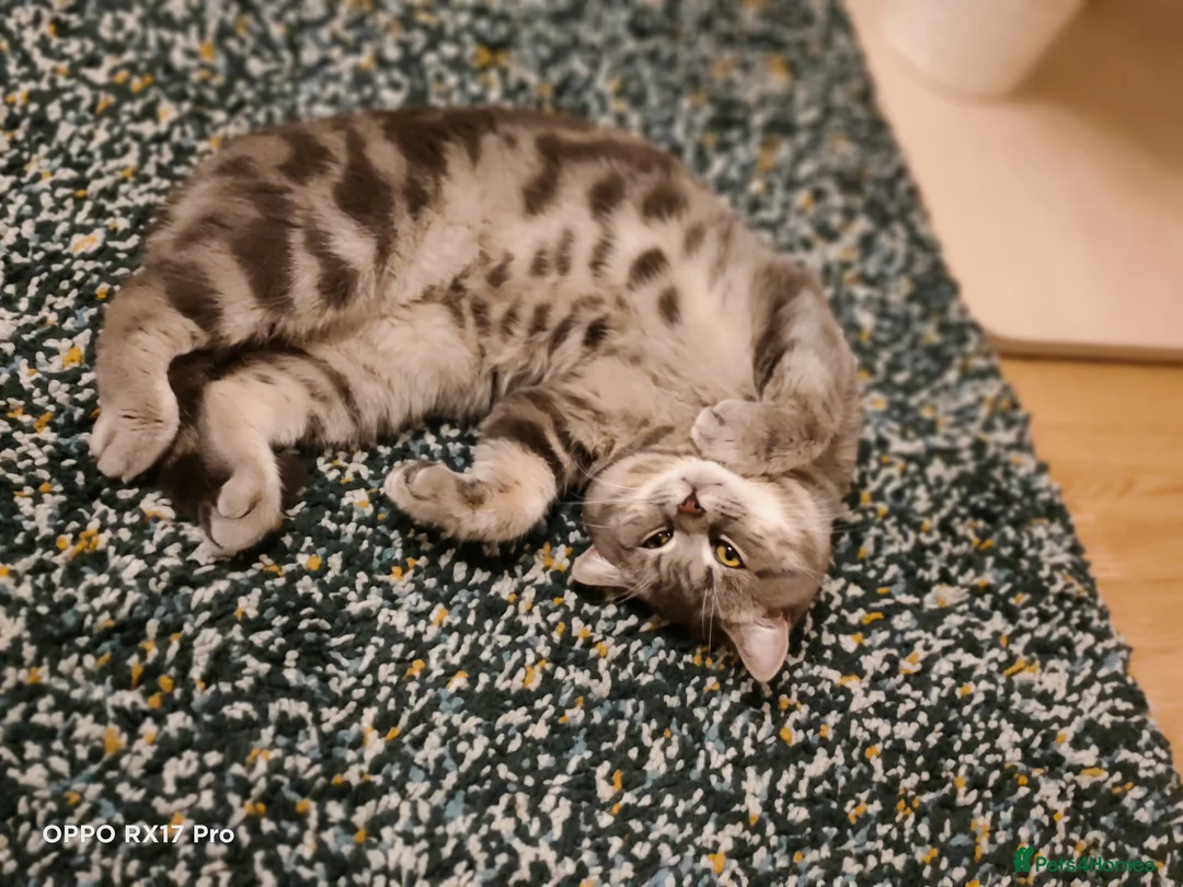 British Shorthair cats for stud: GCCF Registered Full pedigree Ready To Stud in London - Advert 9