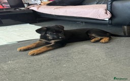 German Shepherd dogs for sale: Male German shepherd  - Image 6