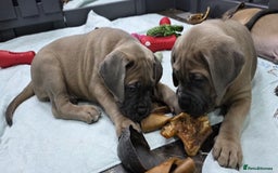 Cane Corso dogs for sale: Excellent Formentino Corso male puppies for sale.  - Image 16