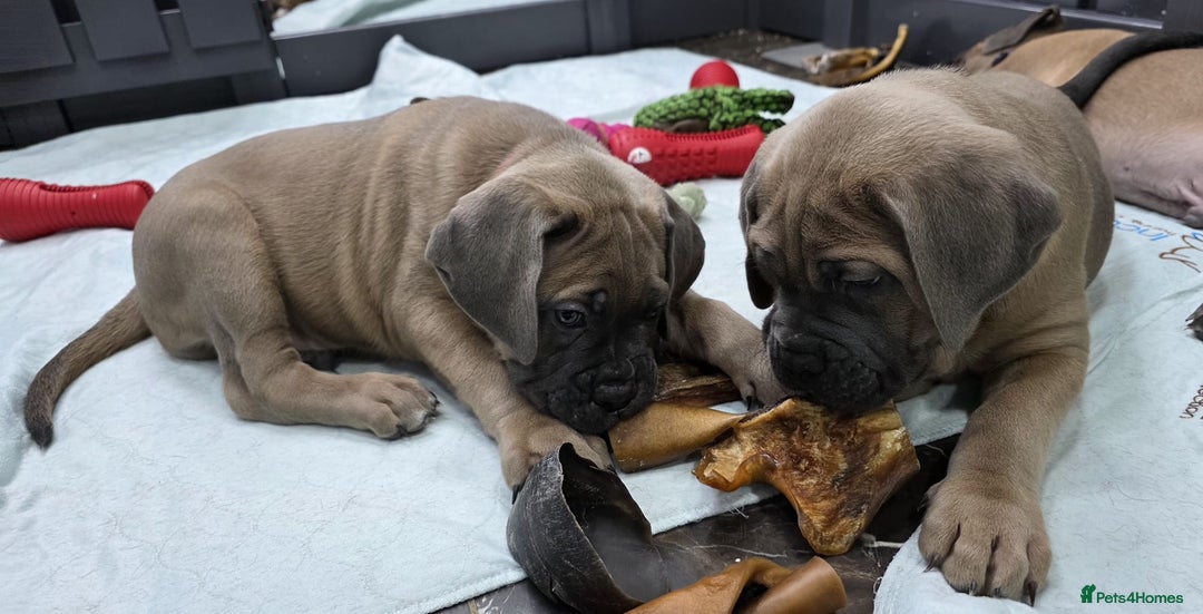 Cane Corso dogs for sale: Excellent Formentino Corso male puppies for sale.  - Image 16