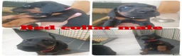 Dobermann dogs for sale: ☆☆Ready to leave Today  Black Doberman Puppies☆☆ - Advert 31