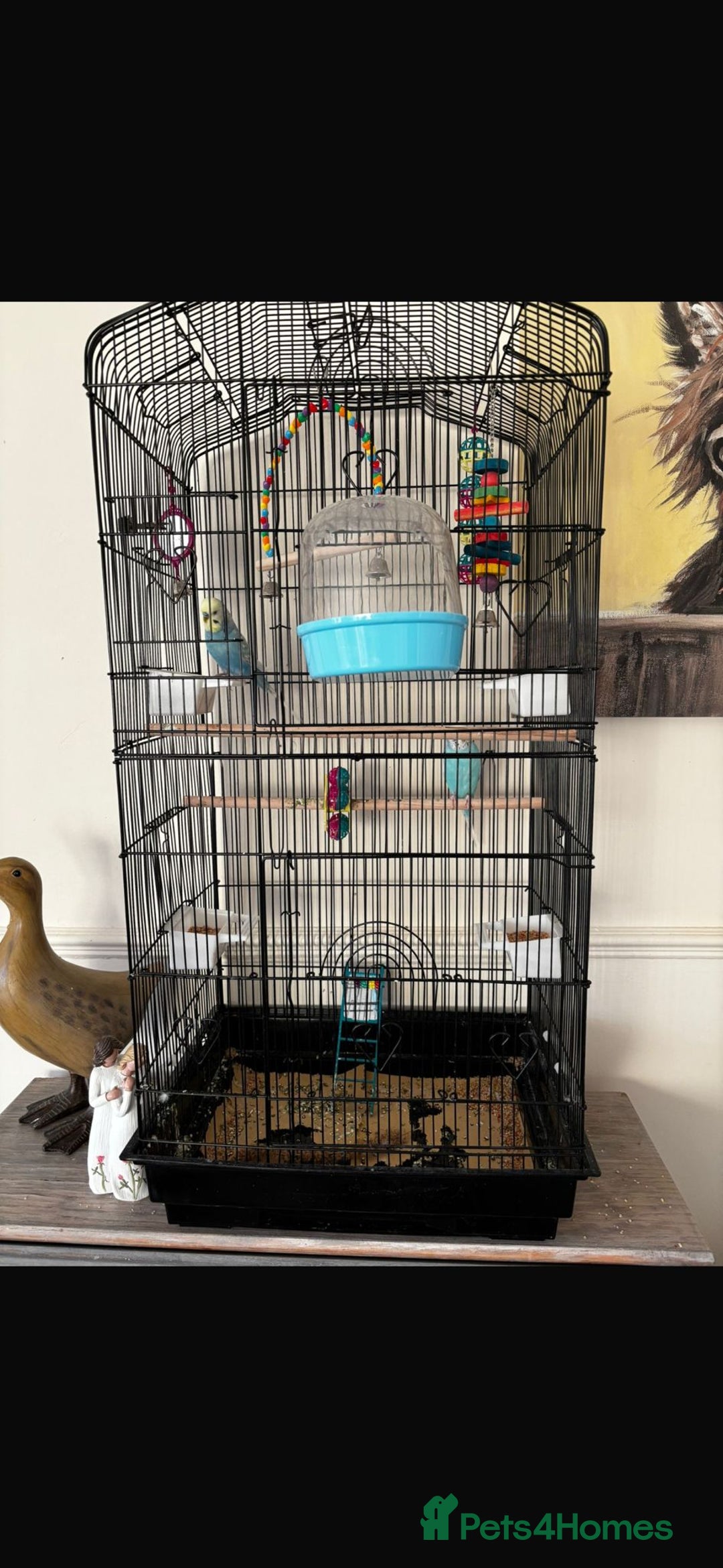 Budgerigars birds for sale: 2 budgies - Advert 4