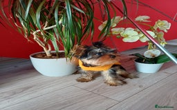 Yorkshire Terrier dogs for sale: Peace of Happiness!!! - Image 27