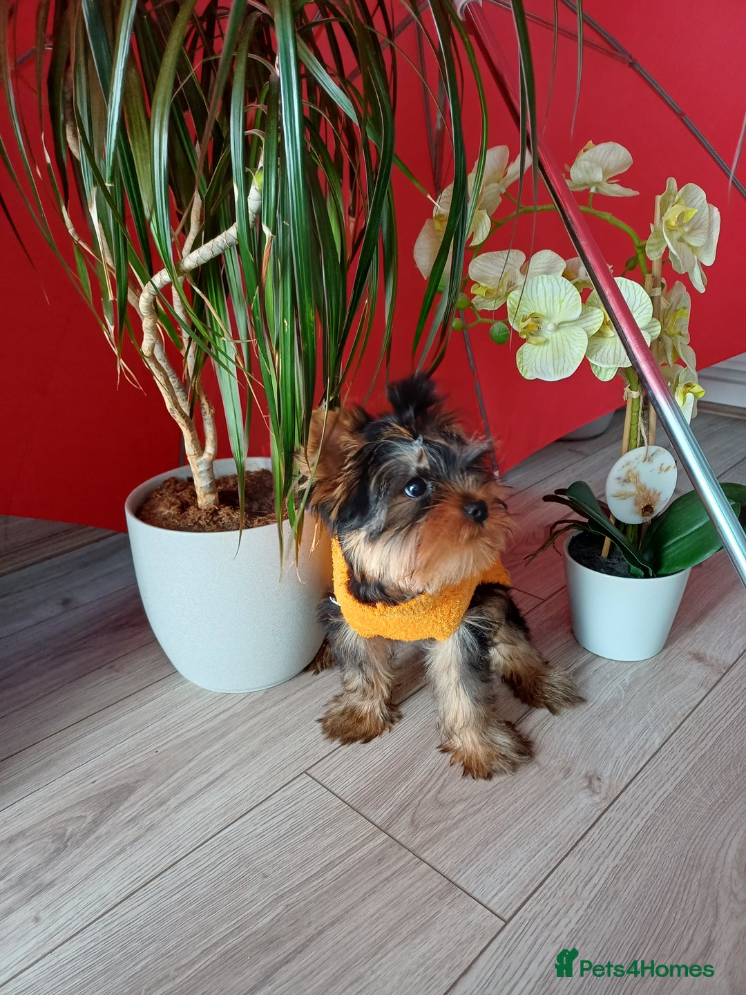 Yorkshire Terrier dogs for sale: Peace of Happiness!!! - Image 27