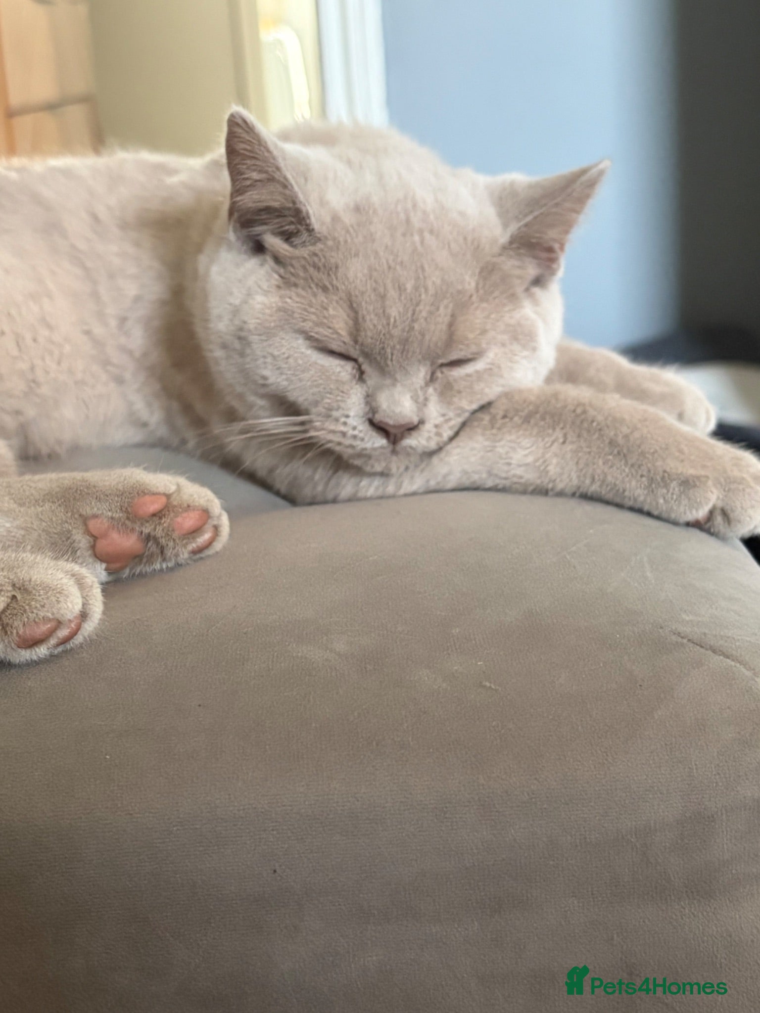 British Shorthair cats Ready now. Beautiful kitten 🐾❤️ - Advert 9