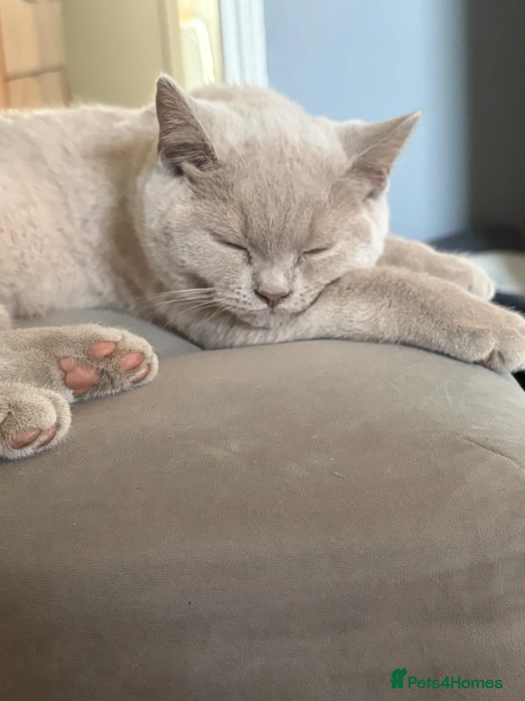 British Shorthair cats for sale: Ready now. Beautiful kitten 🐾❤️ - Advert 1