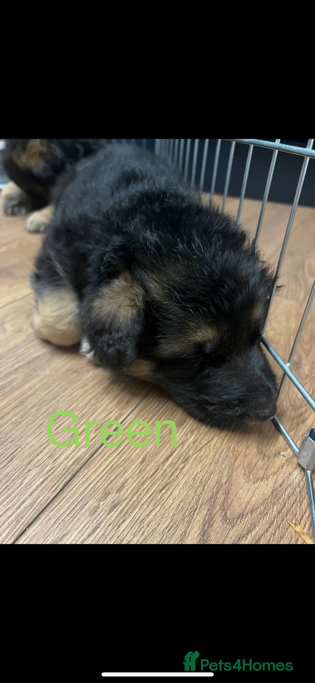 German Shepherd dogs for sale: KC ✨German shepherd puppies ready to go now - Advert 8