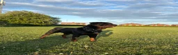 Rottweiler dogs for sale: German Rottweiler Puppies due 9/6 - Advert 2