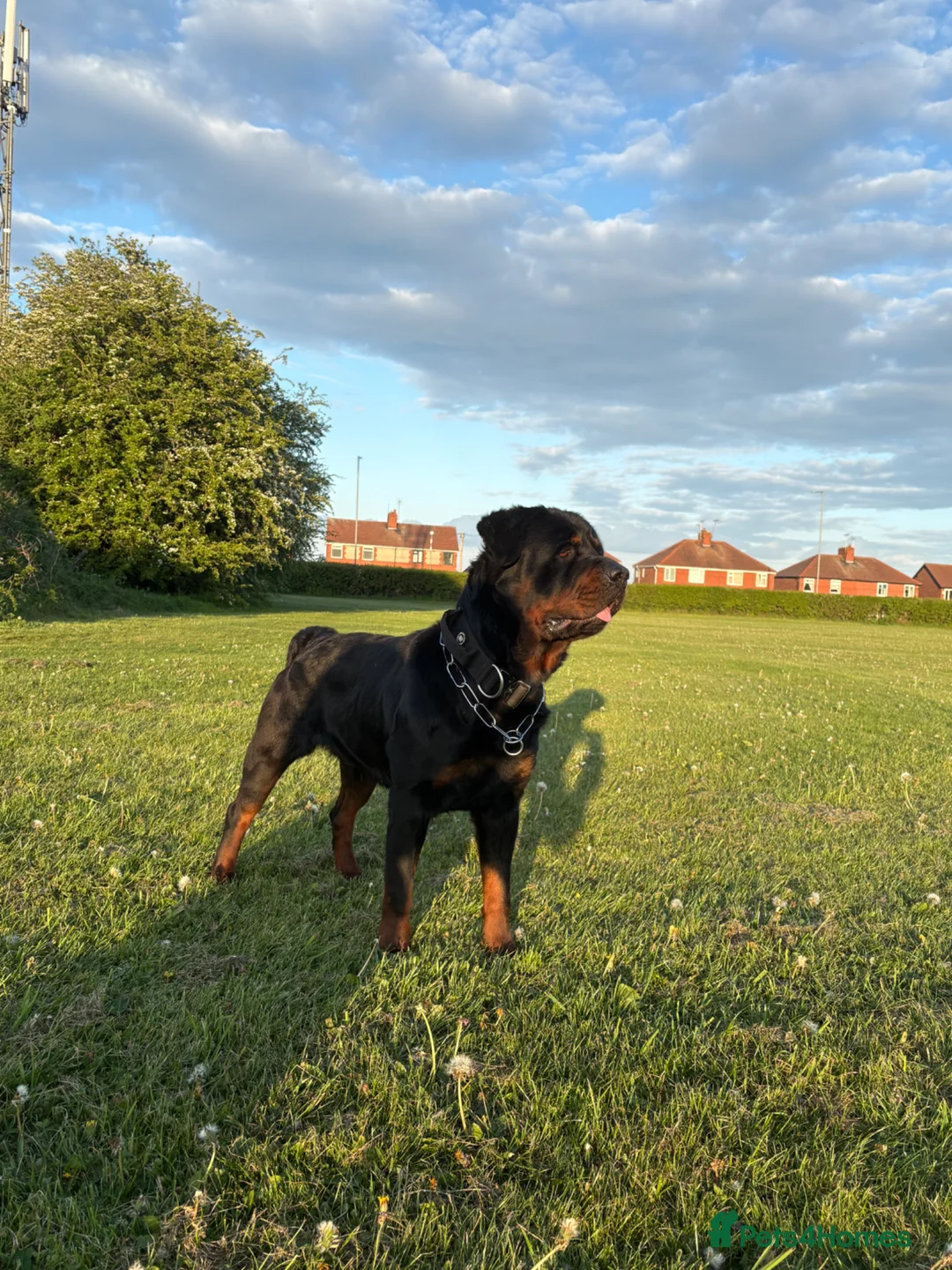 Rottweiler dogs for sale: German Rottweiler Puppies due 9/6 - Advert 2