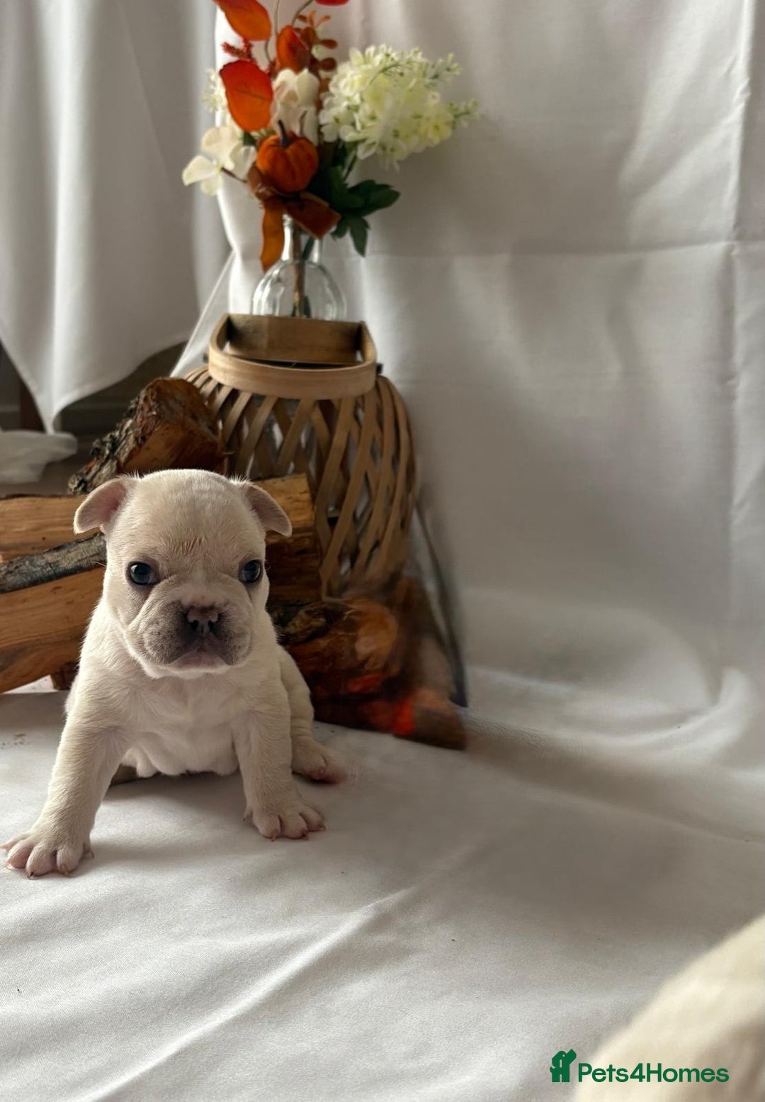 French Bulldog dogs for sale: French Bulldog Puppies – 3 Boys Available - Advert 4