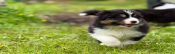 Australian Shepherd dogs for sale: Stunning Australian Shepherd Puppies  - Advert 21