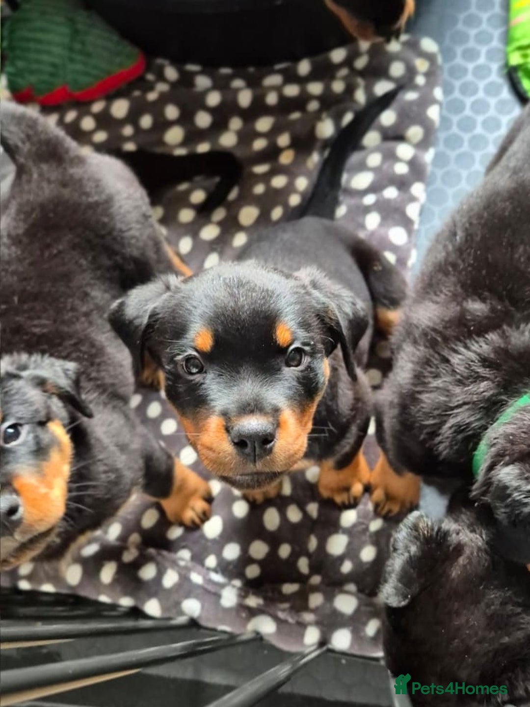 Rottweiler dogs for sale: Rottweiler Puppies – 3 Beautiful Girls Ready now! - Image 2