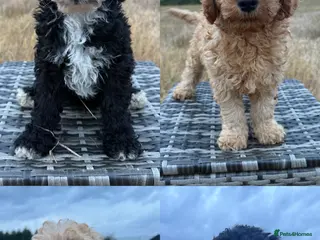 Labradoodle dogs F1b health tested miniature Labradoodles 🌼 - Advert 1