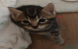 Scottish Fold cats for sale: Gorgeous Scottish Fold Cross Kittens–Family Raised - Image 4