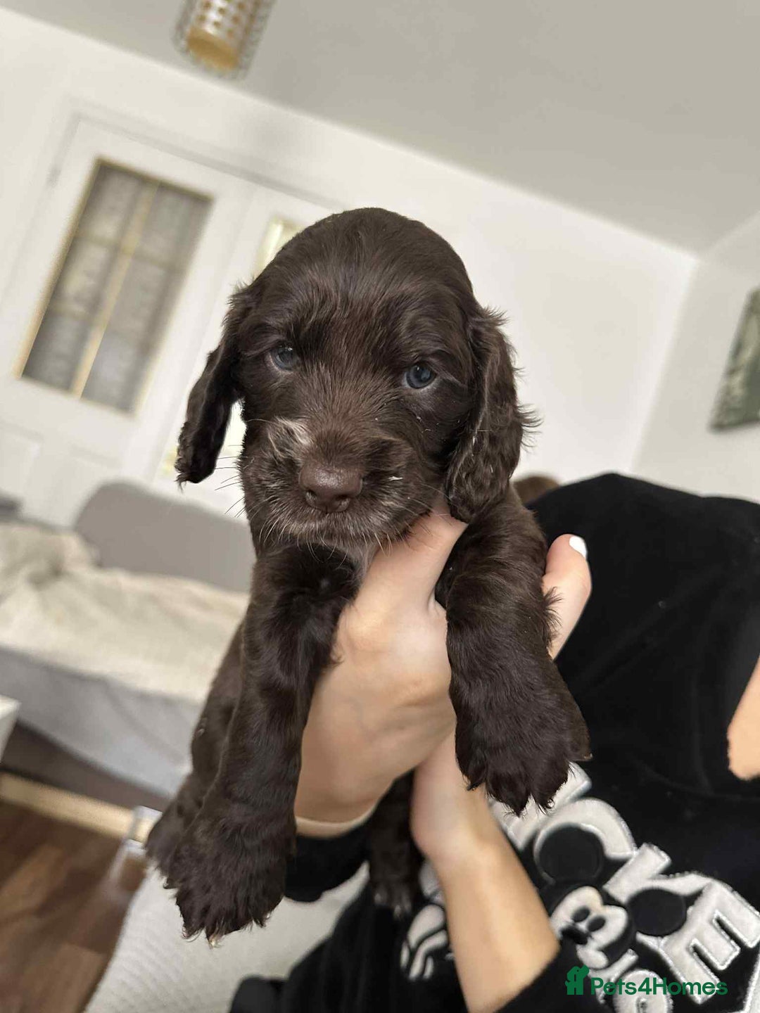 Cocker Spaniel dogs for sale: Cocker spaniel puppy  - Image 4