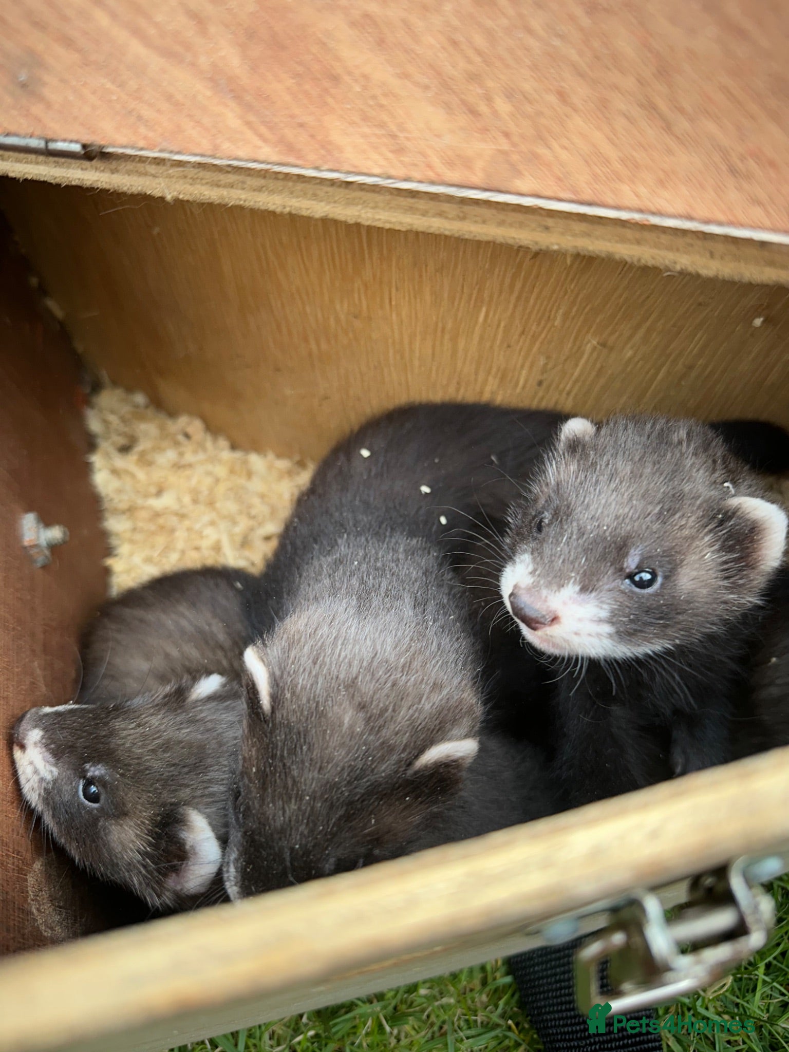 Ferret rodents Working line Ferrets’s kit - Advert 2