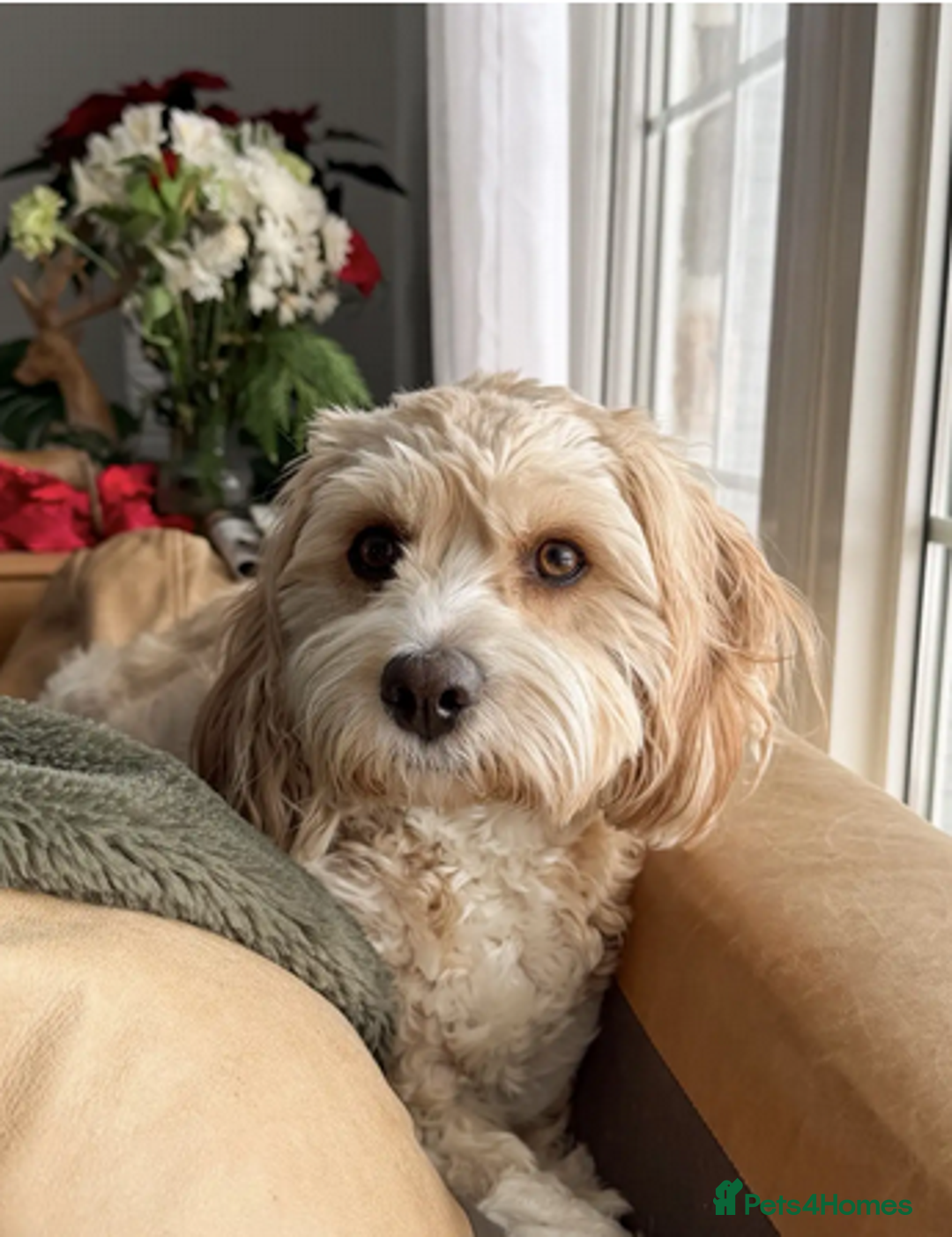 Cavapoo dogs for sale: ✨ Exceptional Toy Cavoodles – Carefully Bred - Advert 6