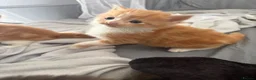 Mixed Breed cats for sale: Beautiful Tabby Cross Ragdoll Kittens  - Advert 13