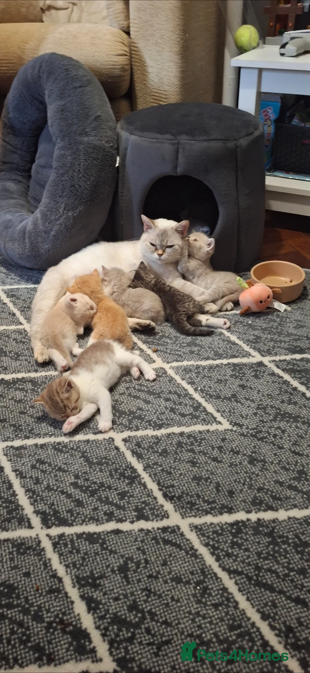 British Shorthair cats for sale: BSH british shorthair kittens - Advert 1