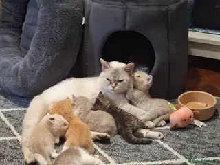 British Shorthair cats BSH british shorthair kittens - Advert 12