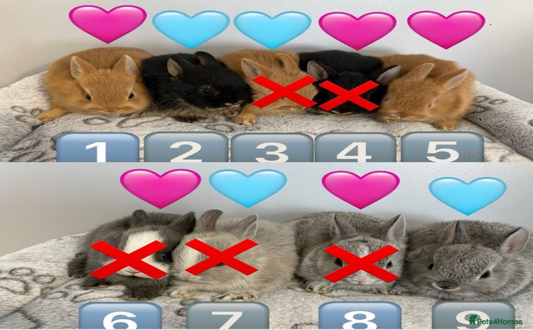 Netherland Dwarf rabbits - Advert 1