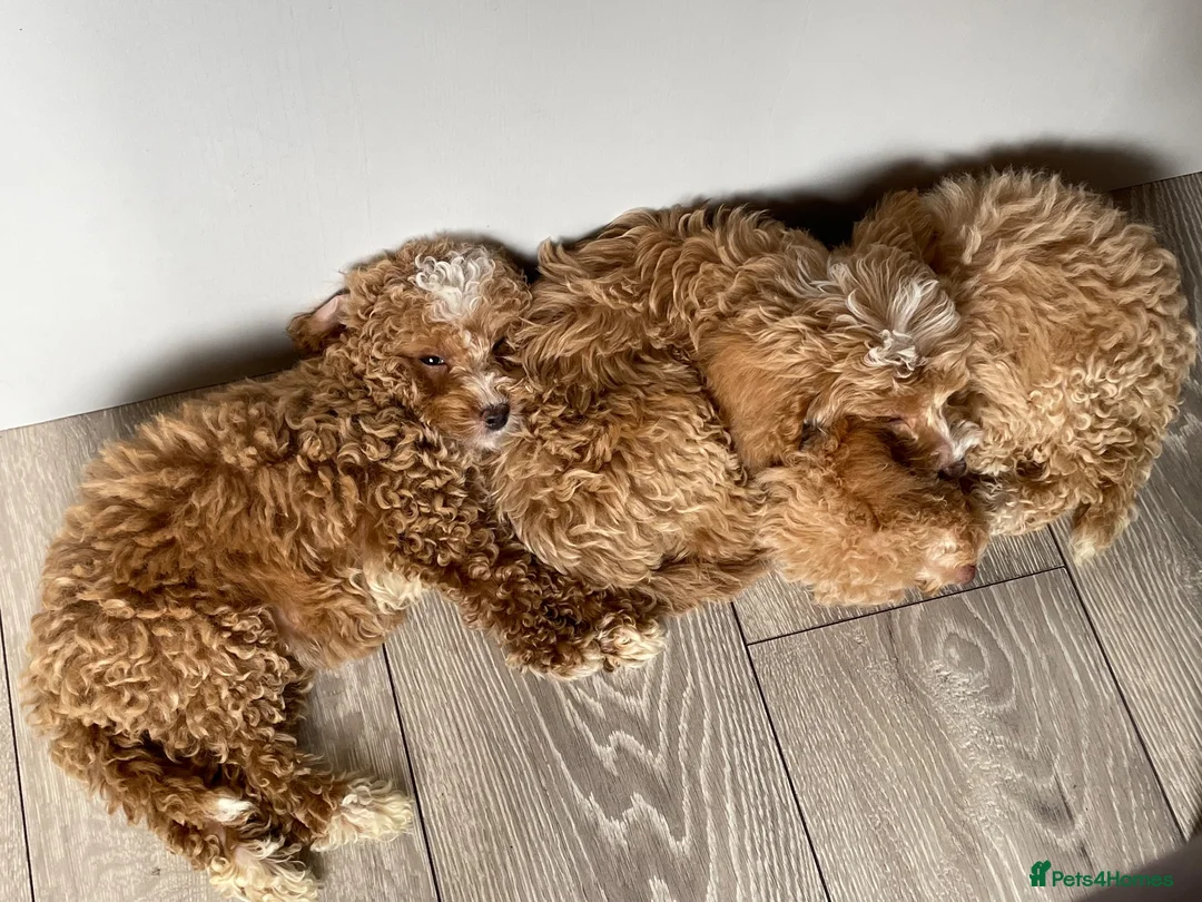 Cockapoo dogs for sale: F1B Cockapoo Pups - Ready to leave now!! - Advert 2