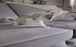 Siberian Husky dogs for sale: Siberian huskys READY NOW 1 boy 1 girl. - Image 28