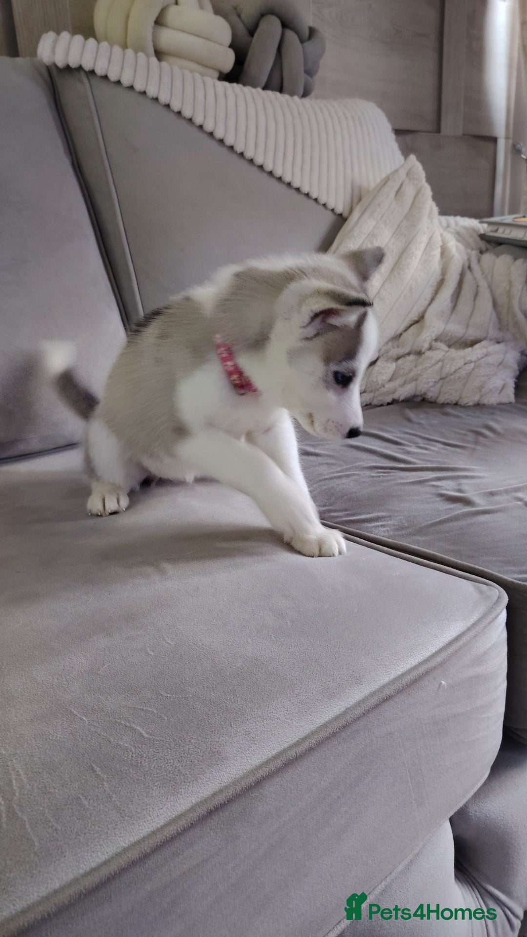 Siberian Husky dogs for sale: Siberian huskys READY NOW 1 boy 1 girl. - Image 28