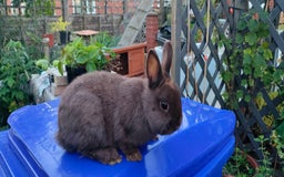 Netherland Dwarf rabbits for sale: Cute little netherland dwarf boys  - Image 14