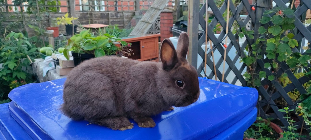 Netherland Dwarf rabbits for sale: Cute little netherland dwarf boys  - Image 14