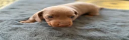 Miniature Dachshund dogs for sale: Miniature dachshund chanpaine color in Manchester - Advert 2