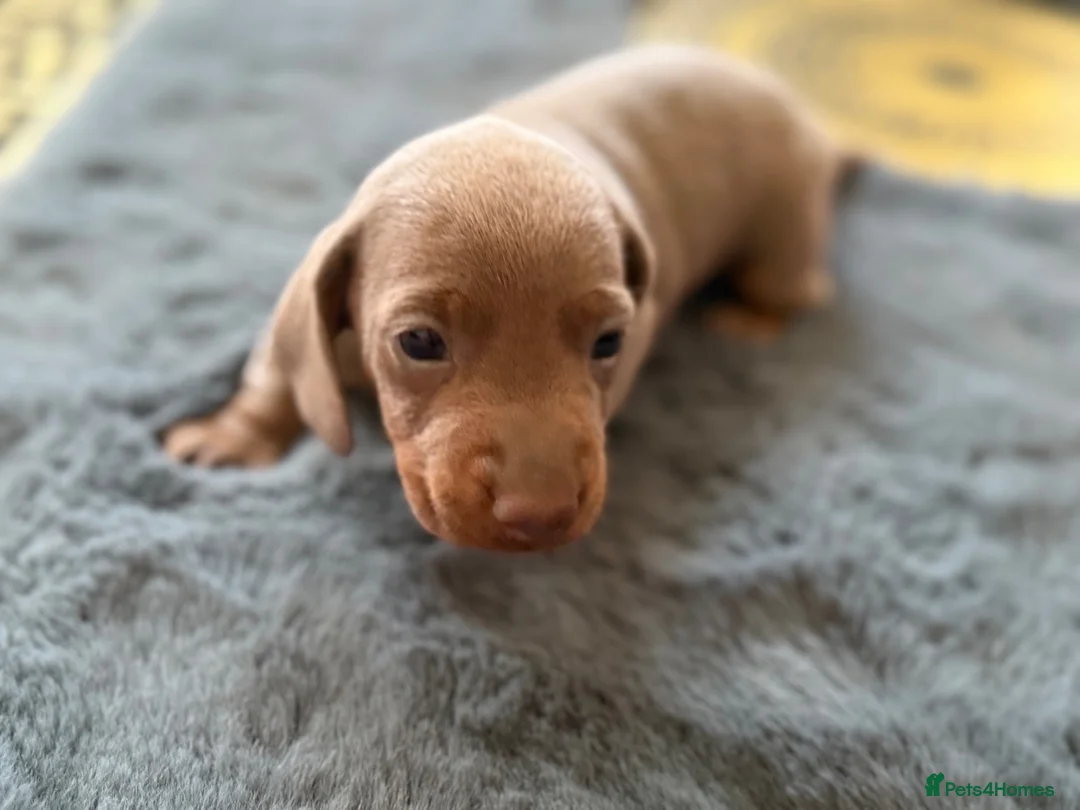 Miniature Dachshund dogs for sale: Miniature dachshund chanpaine color in Manchester - Advert 2
