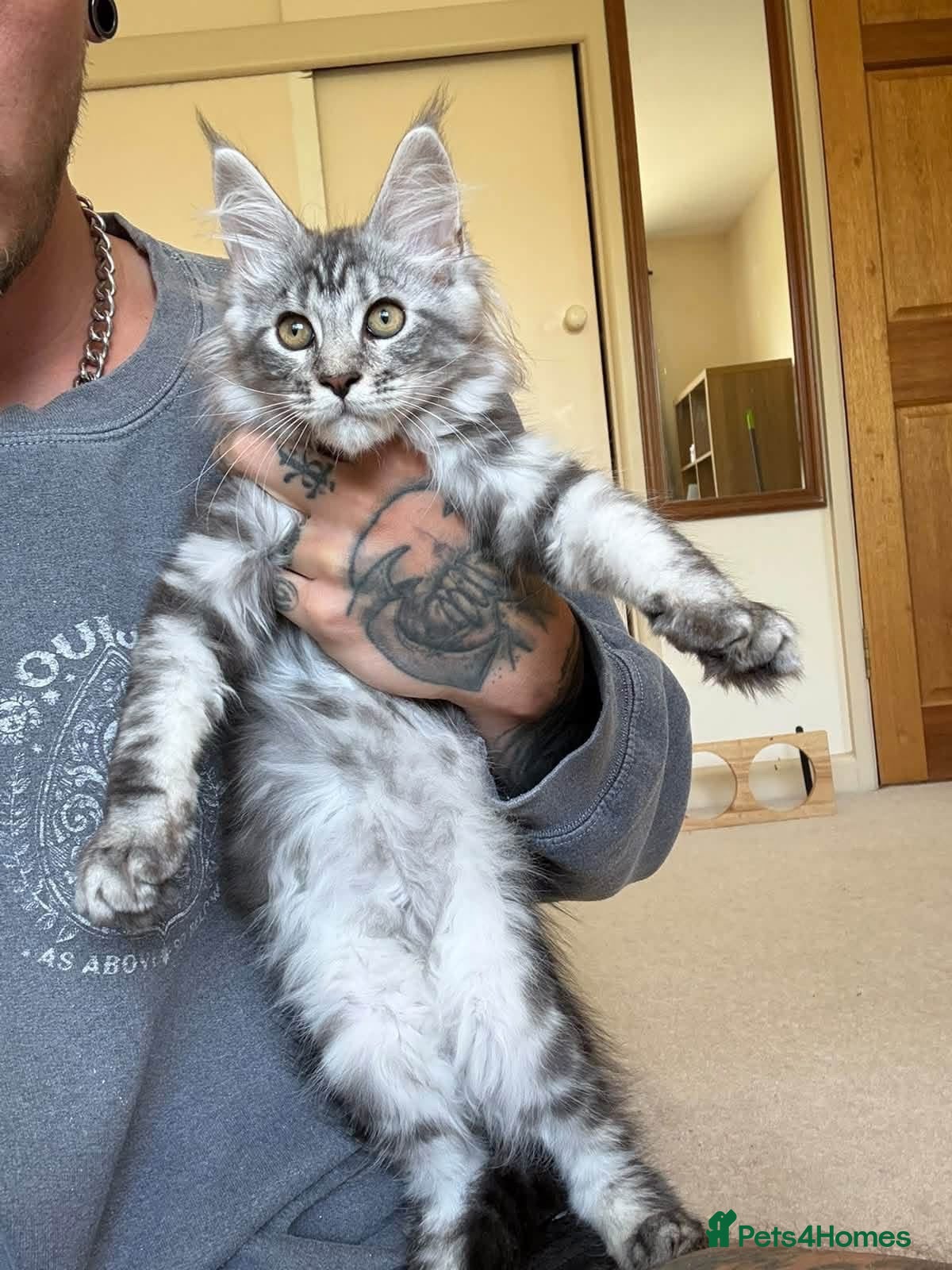 Maine Coon cats 2 Beautiful Main Coon Babies  - Advert 1
