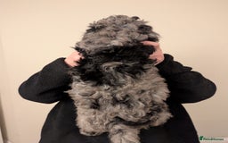 Australian Labradoodle dogs for sale: Ready Now !  Miniature Australian Labradoodles - Image 26